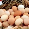 La OMS recomienda el consumo de huevos