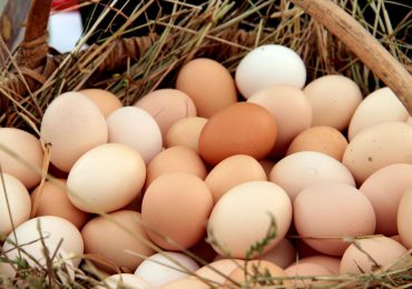 La OMS recomienda el consumo de huevos