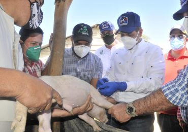 Ministro de Agricultura en RD inicia jornada de vacunación a 300 mil cerdos contra la Fiebre Porcina Clásica